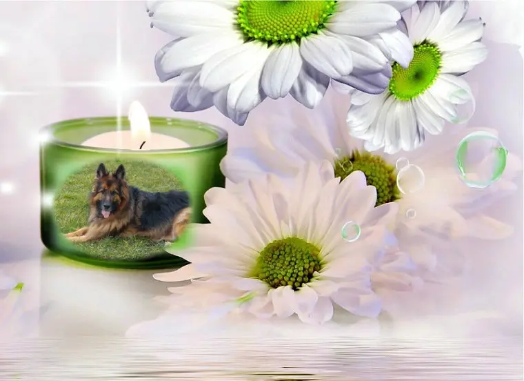 Condolence image of Kochany❤️❤️❤️Misiu❤️❤️❤️