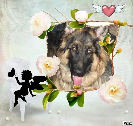 Condolence image of Sternchenpost ⭐