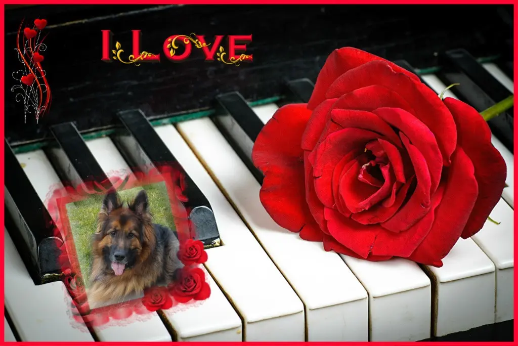 Condolence image of Dzień Dobry❤️❤️❤️mój Ukochany❤️❤️❤️❤️❤️❤️❤️Misieńku❤️❤️❤️