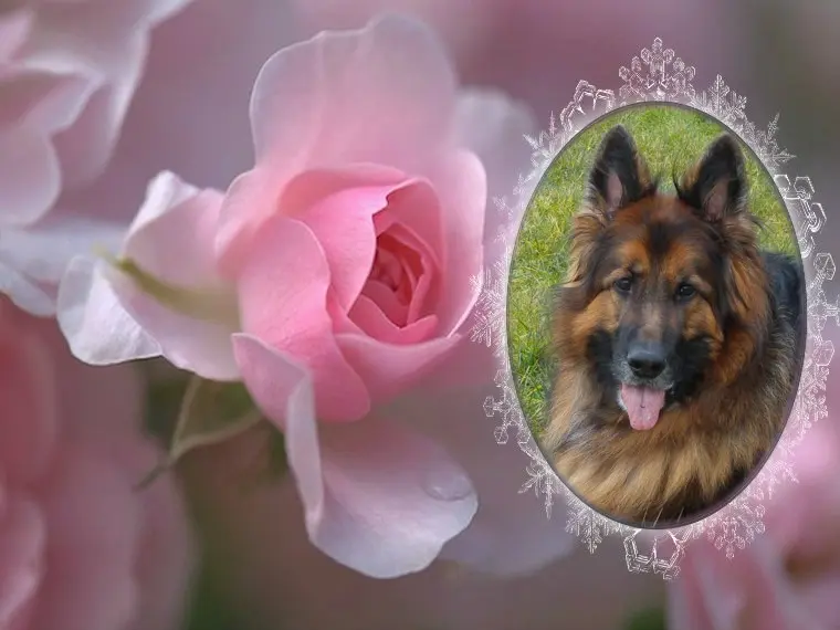 Condolence image of Dzień Dobry❤️❤️❤️mój Ukochany❤️❤️❤️❤️❤️❤️❤️Misieńku❤️❤️❤️