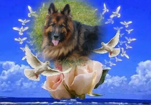 Condolence image of Dzień Dobry❤️❤️❤️mój Ukochany❤️❤️❤️❤️❤️❤️❤️Misieńku❤️❤️❤️