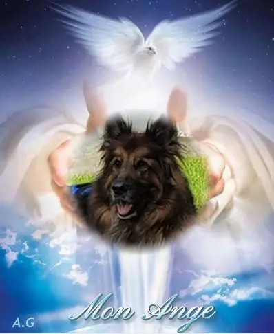 Condolence image of Dzień Dobry❤️❤️❤️mój Ukochany❤️❤️❤️❤️❤️❤️❤️Misieńku❤️❤️❤️