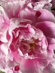Condolence image of ☆❤️☆ Ein Dankeschön zu Maja`s ❤️ 3. Sternchengedenktag ☆❤️☆