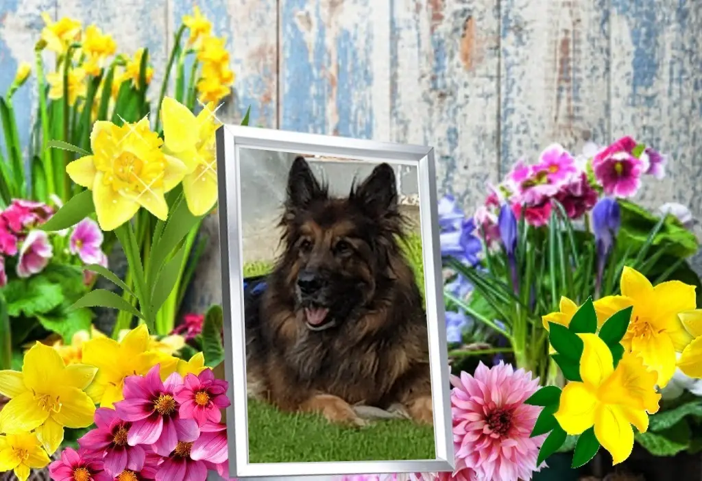 Condolence image of Dzień Dobry❤️❤️❤️mój Ukochany❤️❤️❤️❤️❤️❤️❤️Misieńku❤️❤️❤️