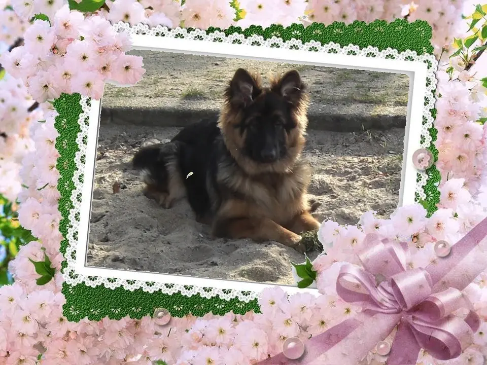 Condolence image of Dzień Dobry❤️❤️❤️mój Ukochany❤️❤️❤️❤️❤️❤️❤️Misieńku❤️❤️❤️