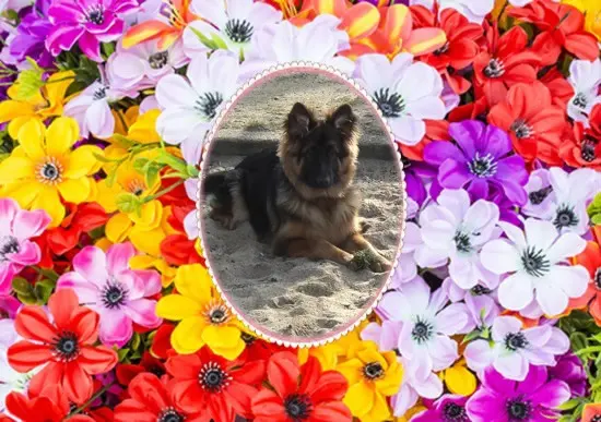Condolence image of Dzień Dobry❤️❤️❤️mój Ukochany❤️❤️❤️❤️❤️❤️❤️Misieńku❤️❤️❤️