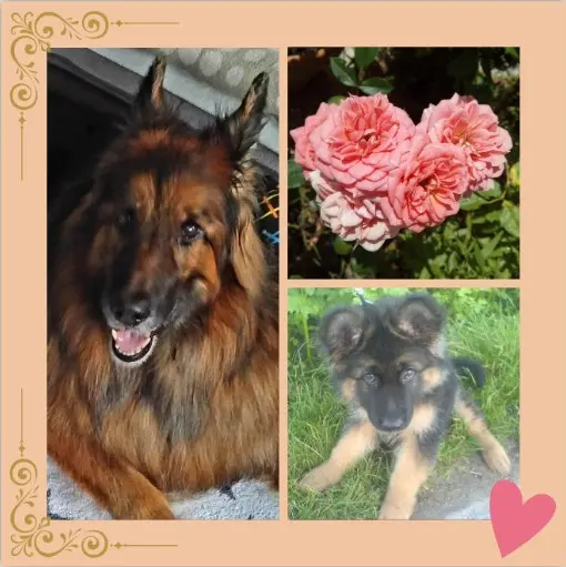 Condolence image of Rosen für ✰✰ Misiu ✰✰ zum 50. Gedenkmonat