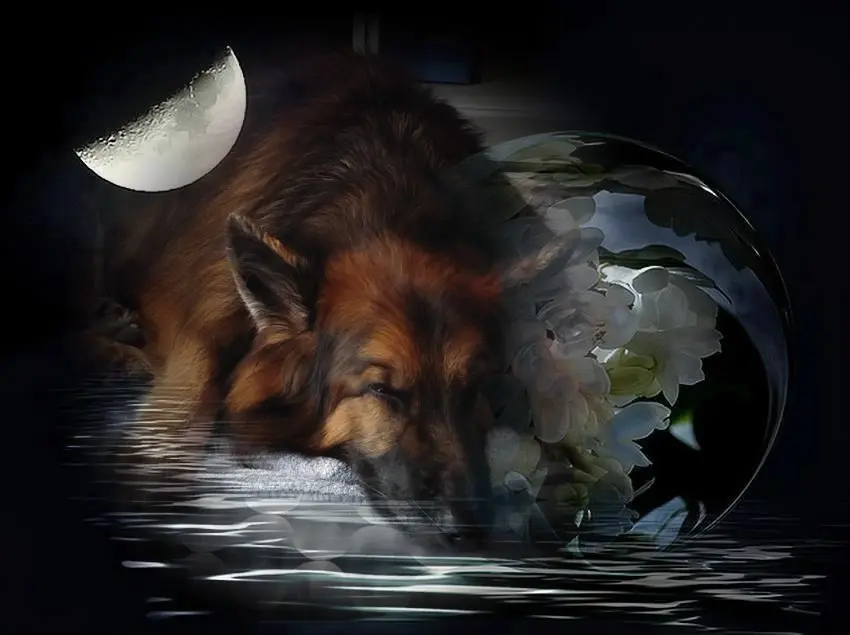Condolence image of Dobrej Nocki❤️❤️❤️❤️❤️❤️mój Ukochany❤️❤️❤️❤️❤️❤️Misieńku❤️❤️❤️