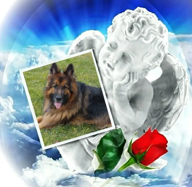 Condolence image of Dzień Dobry❤️❤️❤️mój Ukochany❤️❤️❤️❤️❤️❤️❤️Misieńku❤️❤️❤️