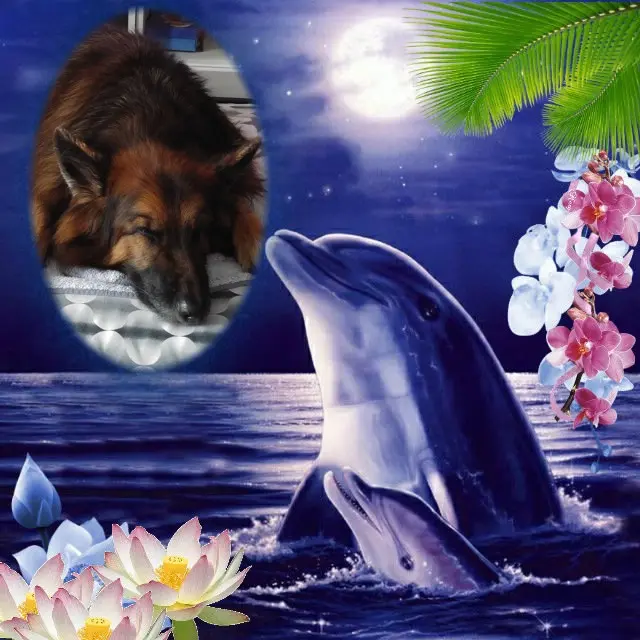 Condolence image of Dobrej Nocki❤️❤️❤️❤️❤️❤️mój Ukochany❤️❤️❤️❤️❤️❤️Misieńku❤️❤️❤️