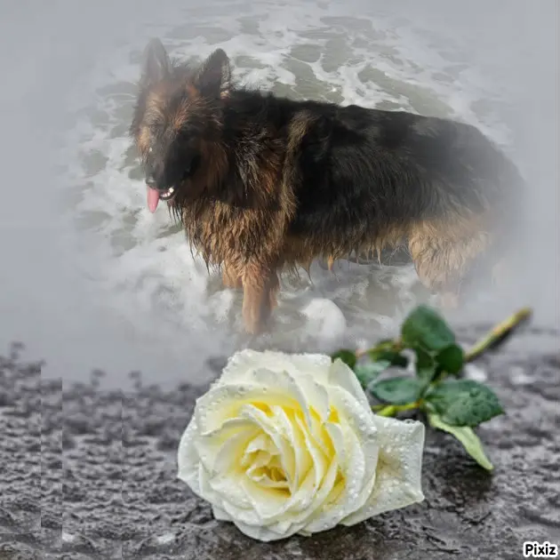 Condolence image of Dzień Dobry❤️❤️❤️mój Ukochany❤️❤️❤️❤️❤️❤️❤️Misieńku❤️❤️❤️