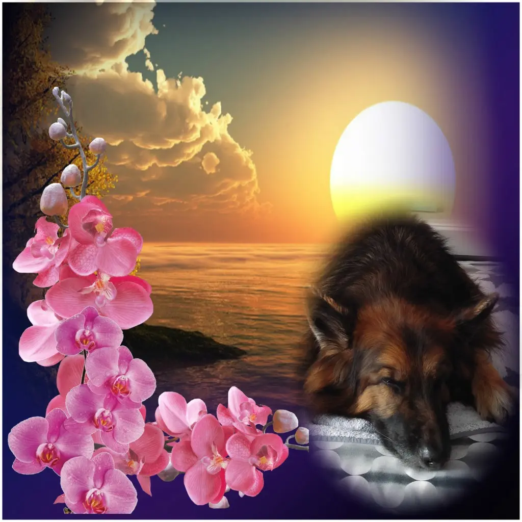 Condolence image of Dobrej Nocki❤️❤️❤️❤️❤️❤️mój Ukochany❤️❤️❤️❤️❤️❤️Misieńku❤️❤️❤️