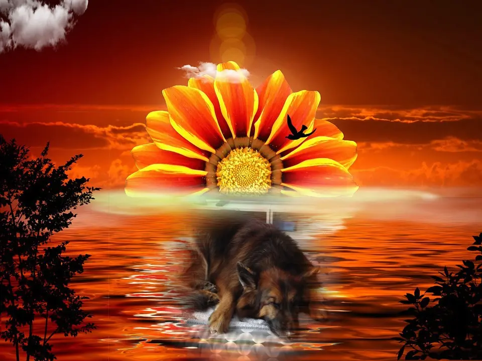 Condolence image of Dobrej Nocki❤️❤️❤️❤️❤️❤️mój Ukochany❤️❤️❤️❤️❤️❤️Misieńku❤️❤️❤️