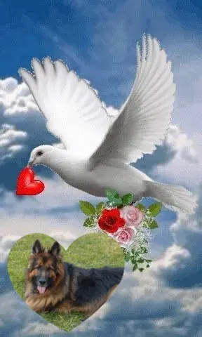 Condolence image of Dobrej Nocki❤️❤️❤️❤️❤️❤️mój Ukochany❤️❤️❤️❤️❤️❤️Misieńku❤️❤️❤️