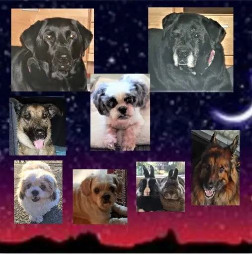 Condolence image of Gute Nacht❤️❤️❤️ Sonntagssternchen Misiu