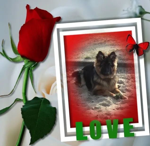 Condolence image of Dzień Dobry❤️❤️❤️mój Ukochany❤️❤️❤️❤️❤️❤️❤️Misieńku❤️❤️❤️