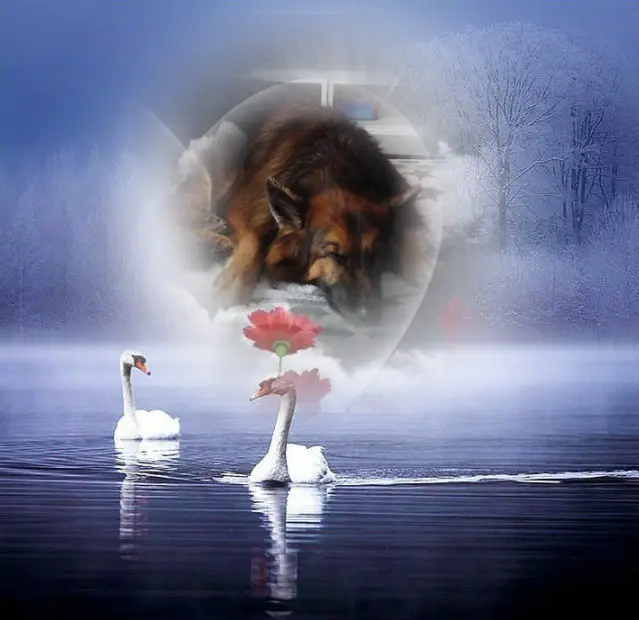 Condolence image of Dobrej Nocki❤️❤️❤️❤️❤️❤️mój Ukochany❤️❤️❤️❤️❤️❤️Misieńku❤️❤️❤️