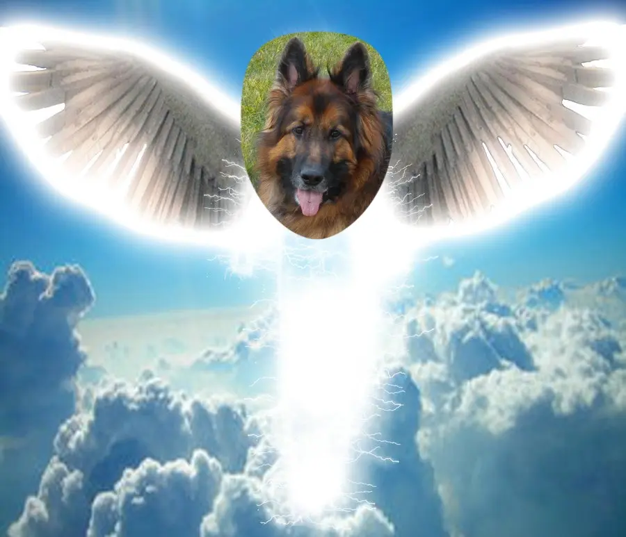 Condolence image of Dzień Dobry❤️❤️❤️mój Ukochany❤️❤️❤️❤️❤️❤️❤️Misieńku❤️❤️❤️