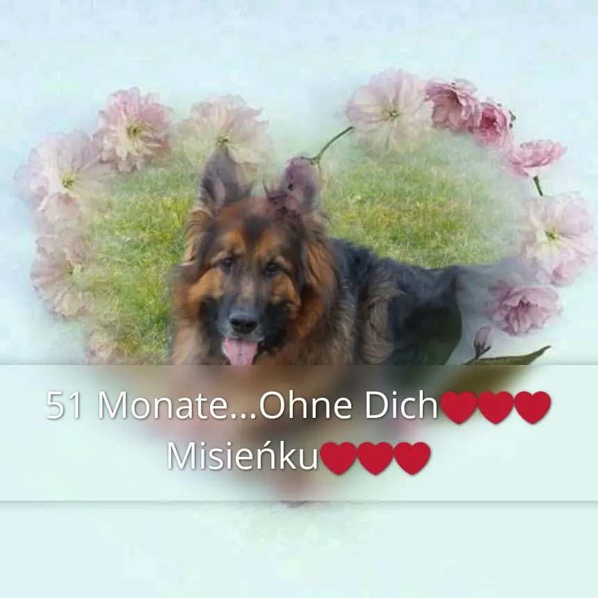 Condolence image of 51 Monate....Ohne Dich❤️❤️❤️Misieńku❤️❤️❤️