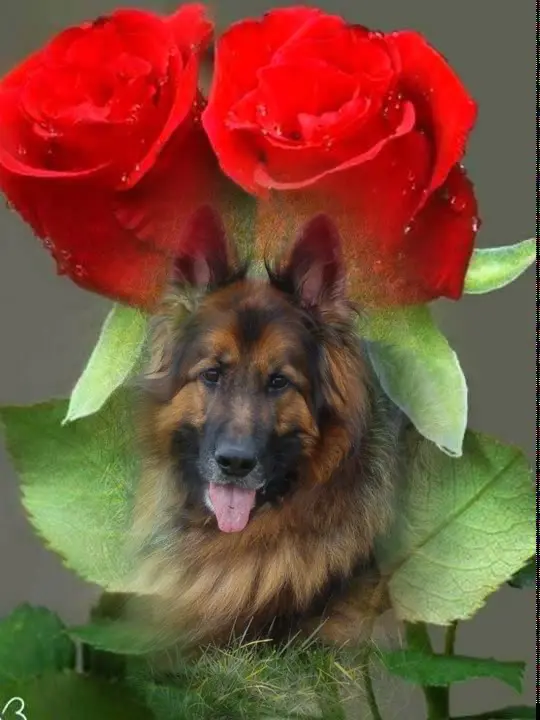 Condolence image of Kochany❤️❤️❤️Misiu❤️❤️❤️