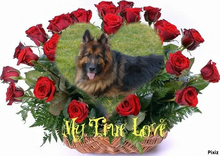 Condolence image of Dzień Dobry❤️❤️❤️mój Ukochany❤️❤️❤️❤️❤️❤️❤️Misieńku❤️❤️❤️