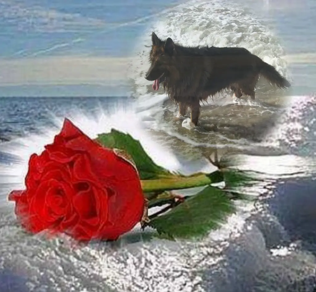 Condolence image of Dzień Dobry❤️❤️❤️mój Ukochany❤️❤️❤️❤️❤️❤️❤️Misieńku❤️❤️❤️