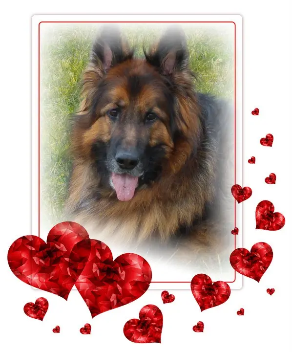 Condolence image of Dzień Dobry❤️❤️❤️mój Ukochany❤️❤️❤️❤️❤️❤️❤️Misieńku❤️❤️❤️
