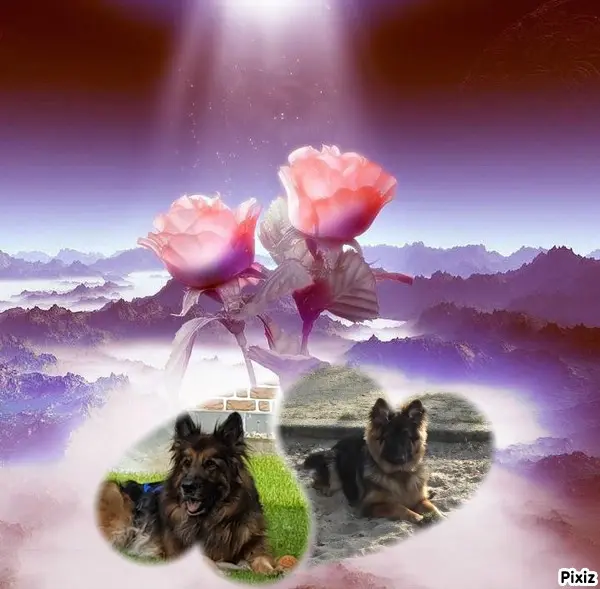 Condolence image of Dzień Dobry❤️❤️❤️mój Ukochany❤️❤️❤️❤️❤️❤️❤️Misieńku❤️❤️❤️