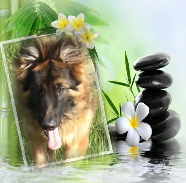 Condolence image of Dzień Dobry❤️❤️❤️mój Ukochany❤️❤️❤️❤️❤️❤️❤️Misieńku❤️❤️❤️