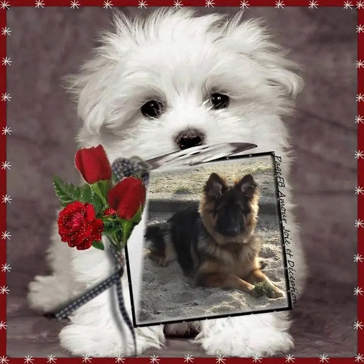 Condolence image of Dzień Dobry❤️❤️❤️mój Ukochany❤️❤️❤️❤️❤️❤️❤️Misieńku❤️❤️❤️