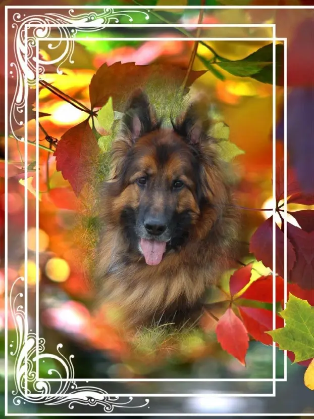 Condolence image of Dzień Dobry❤️❤️❤️mój Ukochany❤️❤️❤️❤️❤️❤️❤️Misieńku❤️❤️❤️