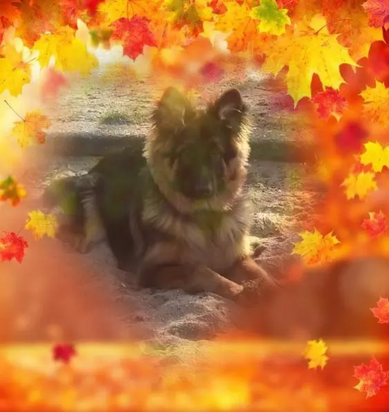 Condolence image of Dzień Dobry❤️❤️❤️mój Ukochany❤️❤️❤️❤️❤️❤️❤️Misieńku❤️❤️❤️