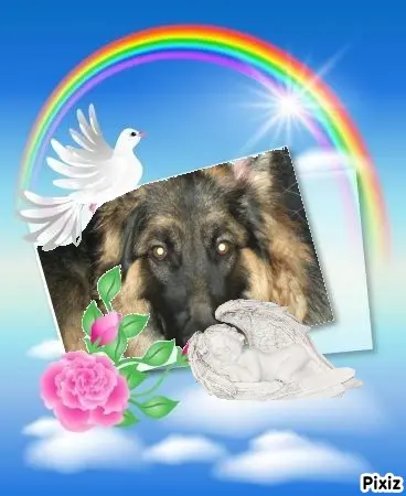 Condolence image of Tanja mit Timmy im Herzen 