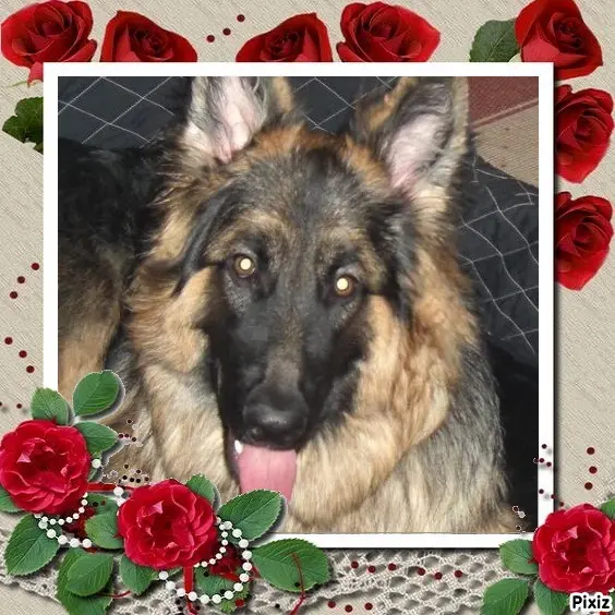 Condolence image of Sternchenpost ⭐