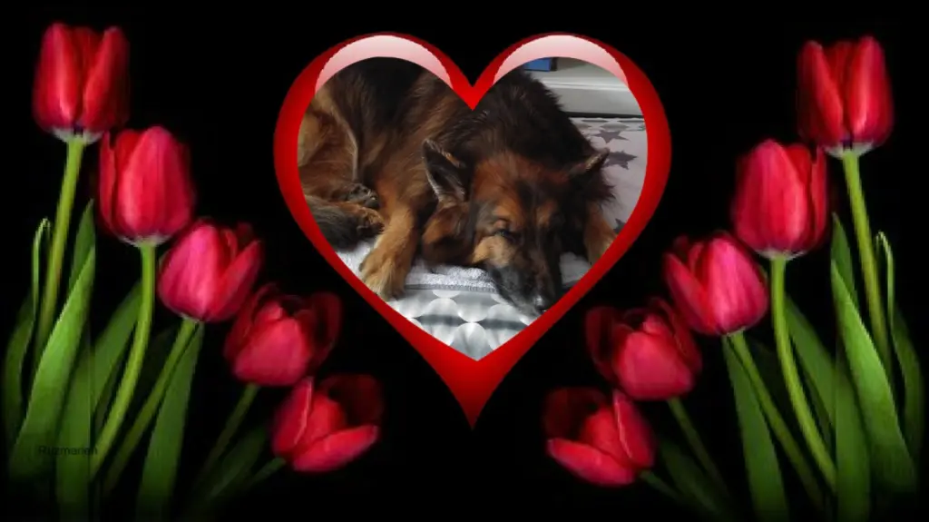 Condolence image of Dobrej Nocki❤️❤️❤️❤️❤️❤️mój Ukochany❤️❤️❤️❤️❤️❤️Misieńku❤️❤️❤️