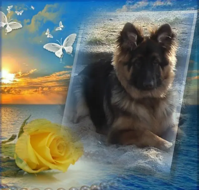 Condolence image of Dobry Wieczór❤️❤️❤️Mińku❤️❤️❤️