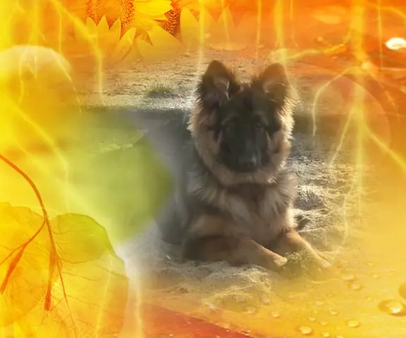Condolence image of Dzień Dobry❤️❤️❤️mój Ukochany❤️❤️❤️❤️❤️❤️❤️Misieńku❤️❤️❤️