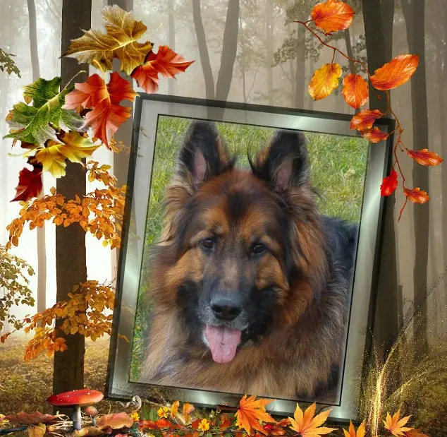 Condolence image of Dzień Dobry❤️❤️❤️mój Ukochany❤️❤️❤️❤️❤️❤️❤️Misieńku❤️❤️❤️