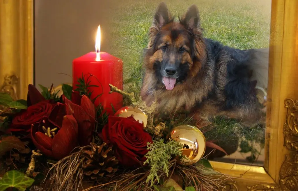 Condolence image of Dzień Dobry❤️❤️❤️mój Ukochany❤️❤️❤️❤️❤️❤️❤️Misieńku❤️❤️❤️