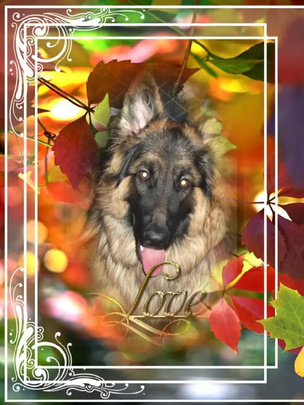 Condolence image of Dzień Dobry❤️❤️❤️mój Ukochany❤️❤️❤️❤️❤️❤️❤️Misieńku❤️❤️❤️