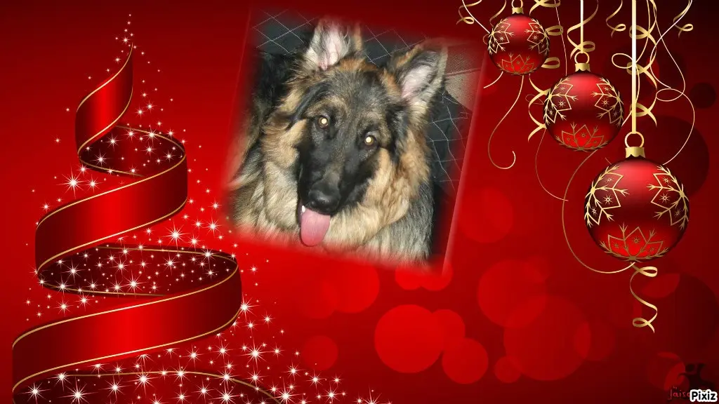 Condolence image of Tanja mit Timmy im Herzen