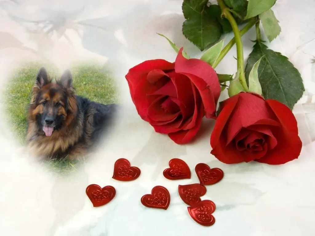 Condolence image of Dzień Dobry❤️❤️❤️mój Ukochany❤️❤️❤️❤️❤️❤️❤️Misieńku❤️❤️❤️