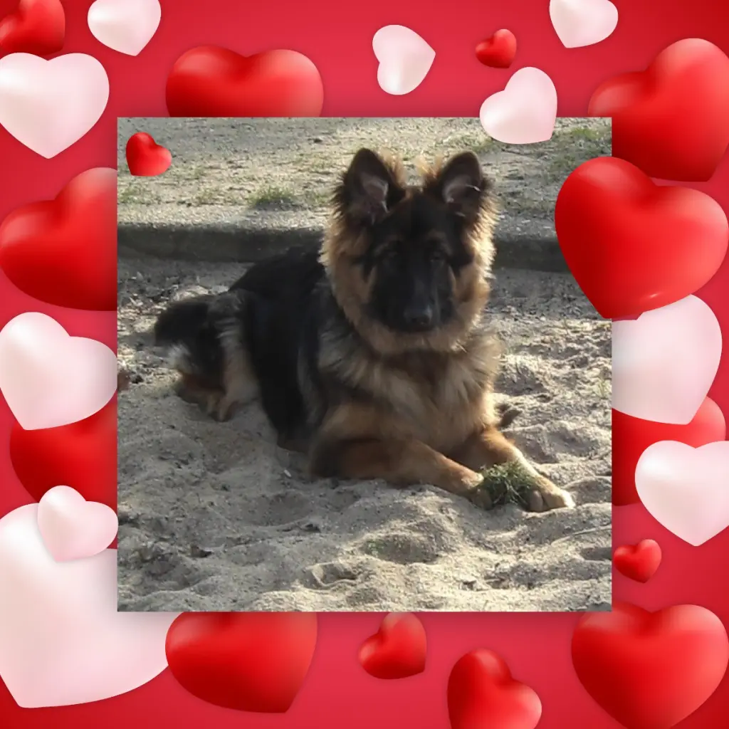 Condolence image of Dzień Dobry❤️❤️❤️mój Ukochany❤️❤️❤️❤️❤️❤️❤️Misieńku❤️❤️❤️
