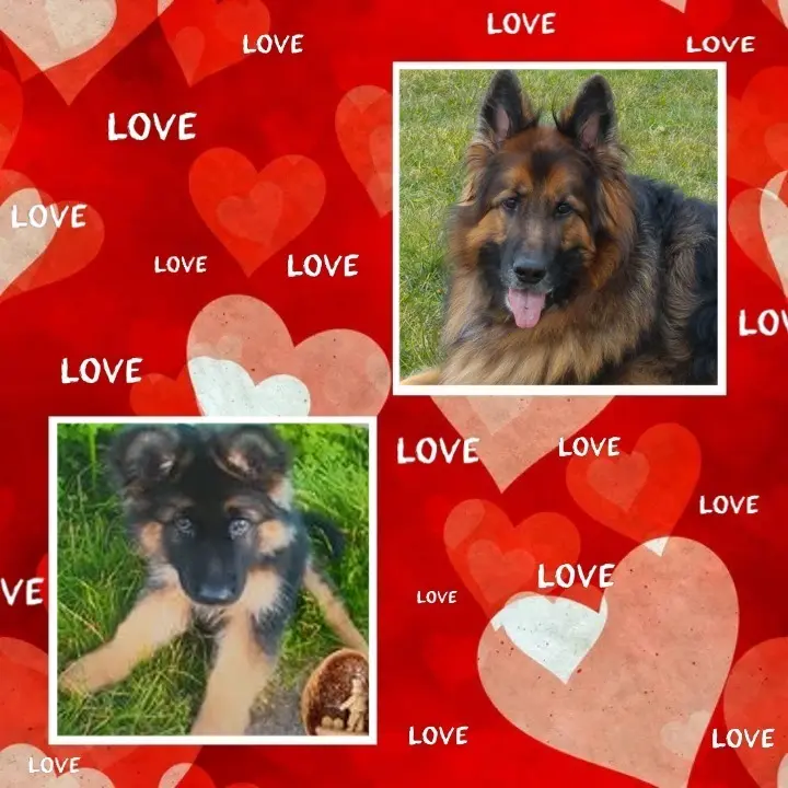 Condolence image of Dzień Dobry❤️❤️❤️mój Ukochany❤️❤️❤️❤️❤️❤️❤️Misieńku❤️❤️❤️