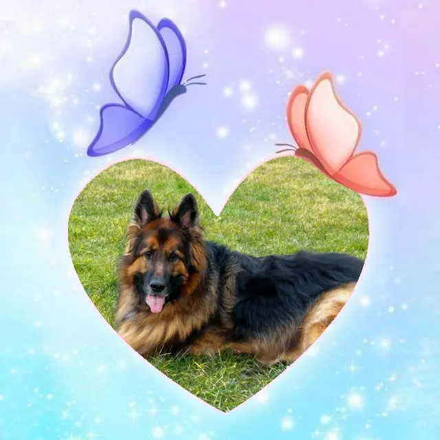 Condolence image of Dzień Dobry❤️❤️❤️mój Ukochany❤️❤️❤️❤️❤️❤️❤️Misieńku❤️❤️❤️