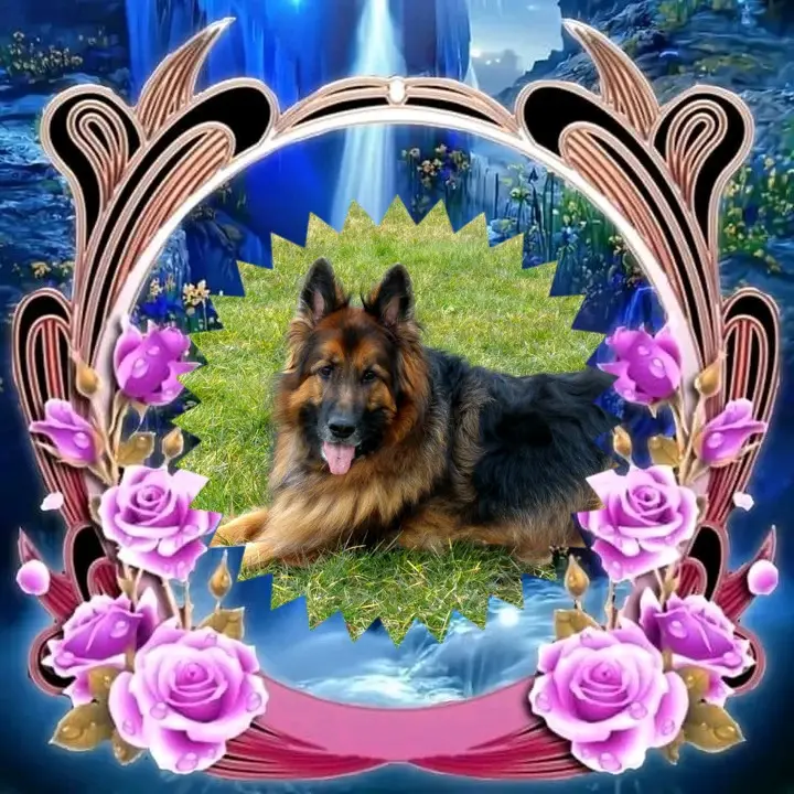 Condolence image of Dzień Dobry❤️❤️❤️mój Ukochany❤️❤️❤️❤️❤️❤️❤️Misieńku❤️❤️❤️