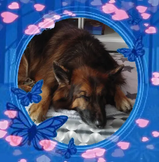 Condolence image of Dobrej Nocki❤️❤️❤️❤️❤️❤️mój Ukochany❤️❤️❤️❤️❤️❤️Misieńku❤️❤️❤️