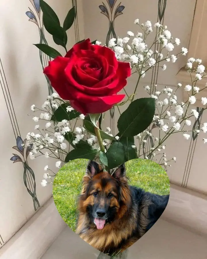 Condolence image of Dobry Wieczór❤️❤️❤️Mińku❤️❤️❤️