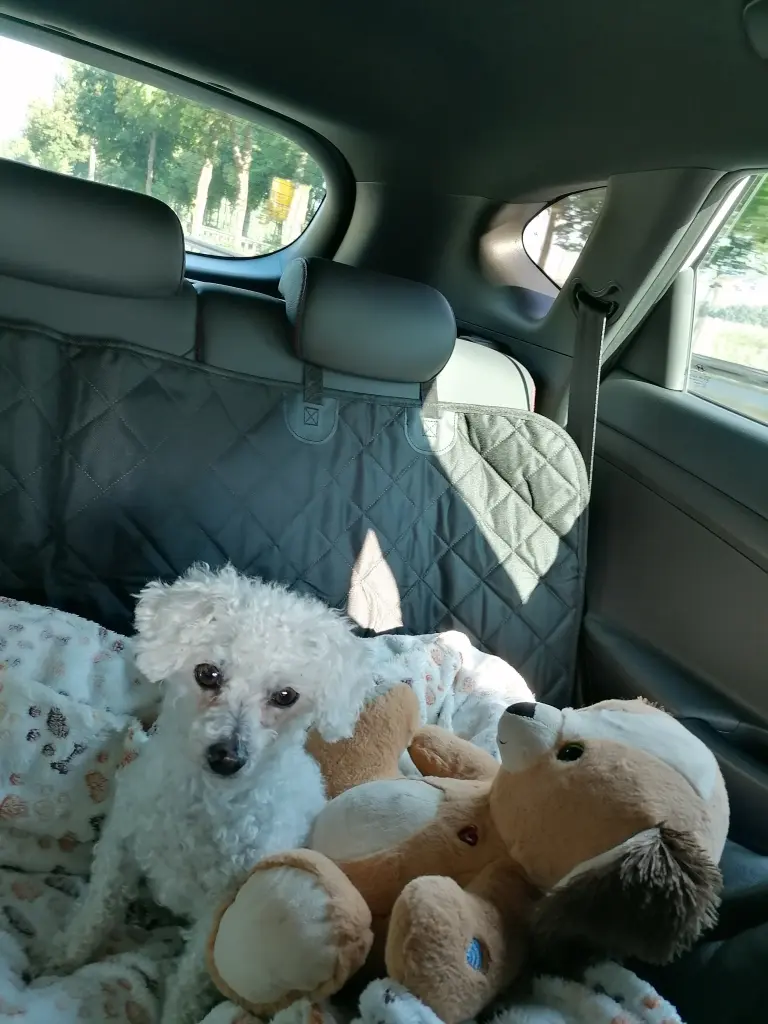 Condolence image of Gaby mit Snowy im Herzen❤️