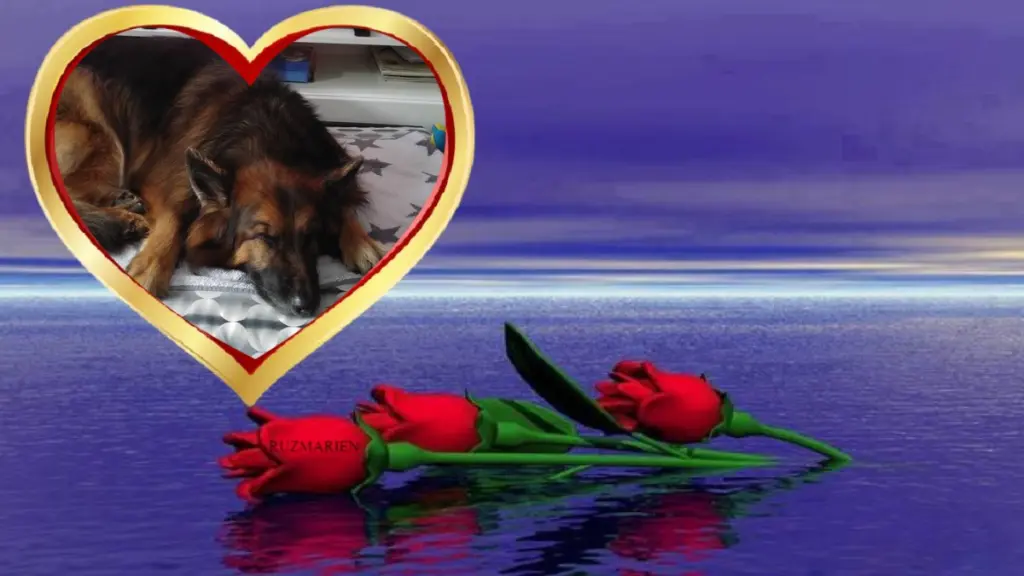 Condolence image of Dobrej Nocki❤️❤️❤️❤️❤️❤️mój Ukochany❤️❤️❤️❤️❤️❤️Misieńku❤️❤️❤️